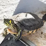 Hébergement de vacances Drago *